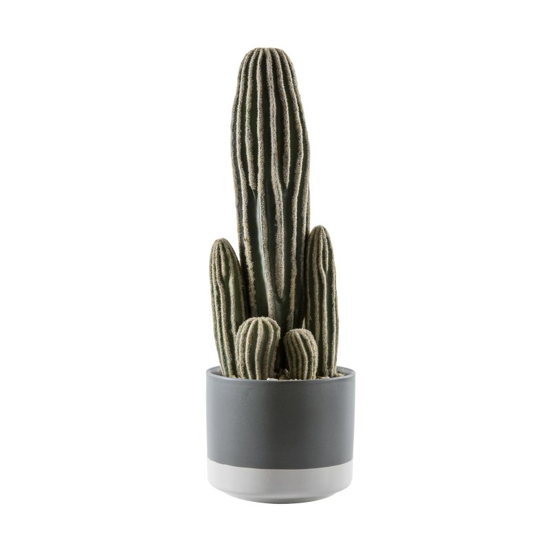 Interiors By Kathryn Cactus San Pedro with Ceramic Pot