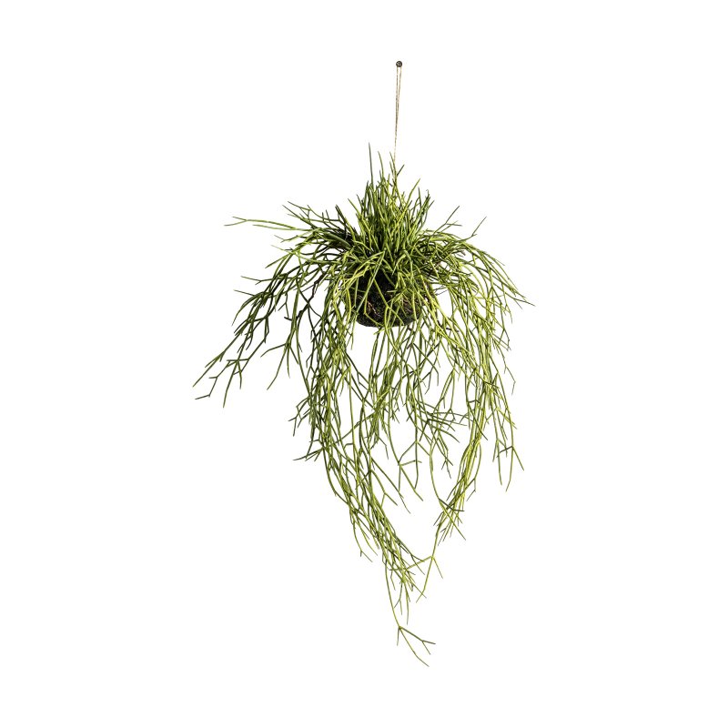 Interiors By Kathryn Hanging Rhipsalis with Soil Large