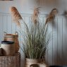 Interiors By Kathryn Pampas Grass with 5 Heads