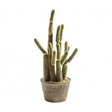 Cactus Carnegiea Large