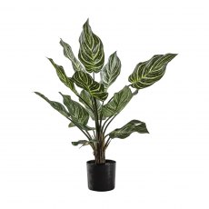 Calathea with 15 Leaves