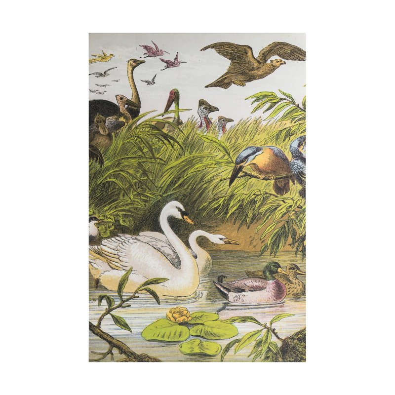 Interiors By Kathryn Feathered Friends Unframed Canvas