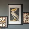 Pelicana Framed Art