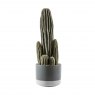 Cactus San Pedro with Ceramic Pot