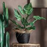 Interiors By Kathryn Calathea with 15 Leaves