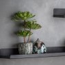 Interiors By Kathryn Echeveria with Rustic Cement Pot