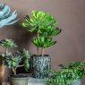 Interiors By Kathryn Echeveria with Rustic Cement Pot