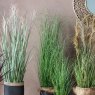 Potted Onion Grass Green